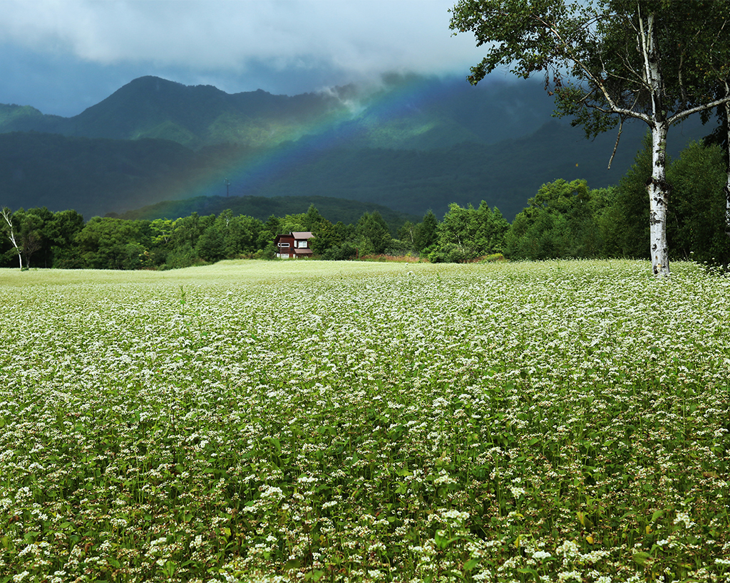 会津高原舘岩地区そば畑