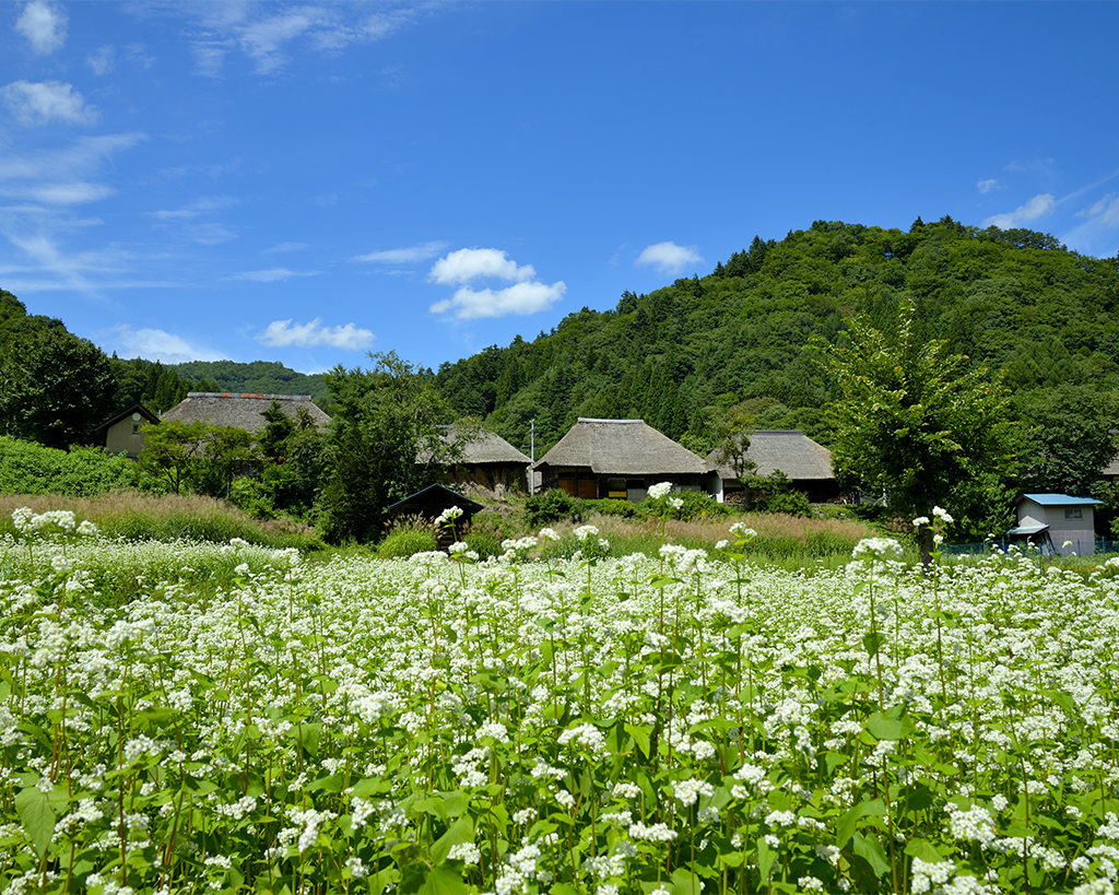 会津高原舘岩地区そば畑