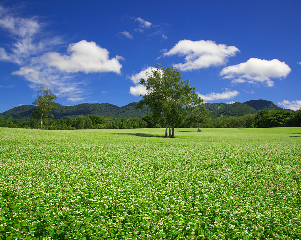 会津高原舘岩地区そば畑