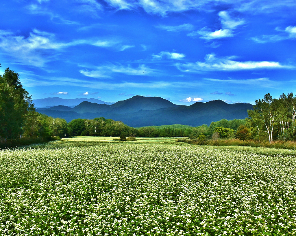 会津高原舘岩地区そば畑