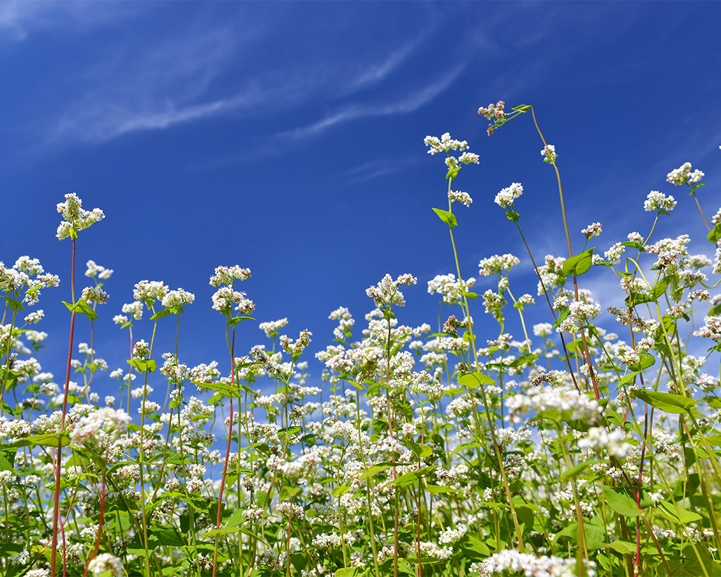会津高原舘岩地区そば畑