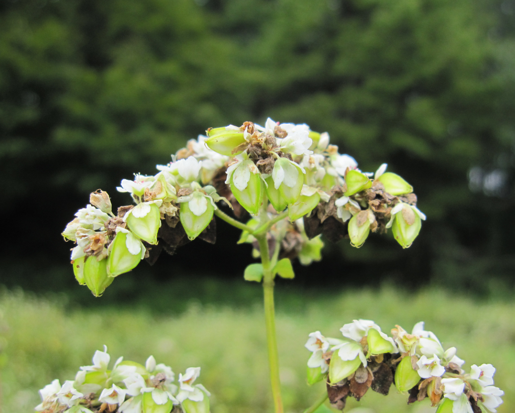 会津高原舘岩地区そば畑