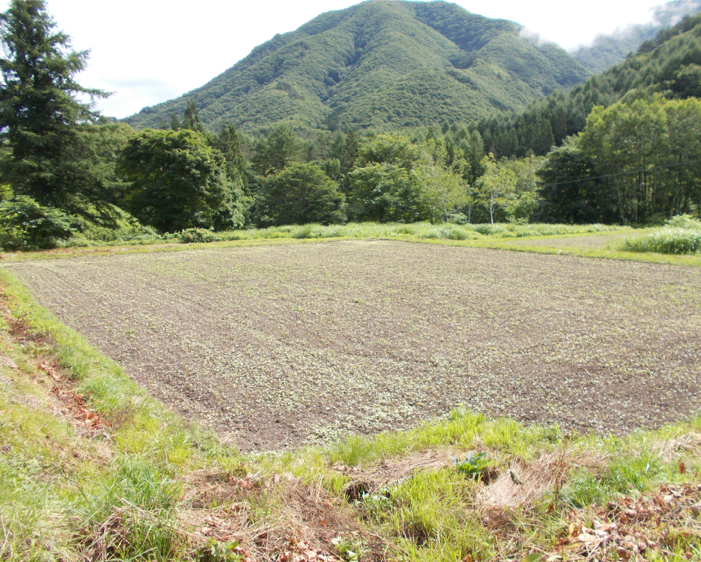 会津高原舘岩地区そば畑