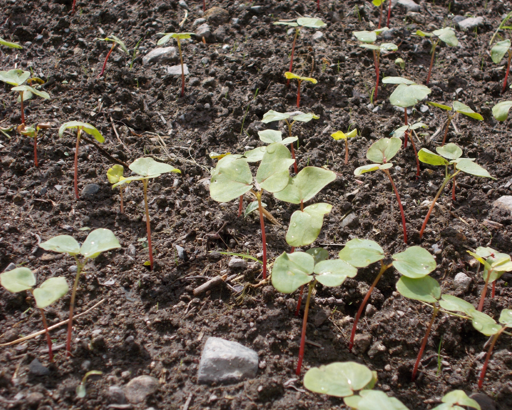 会津高原舘岩地区そば畑