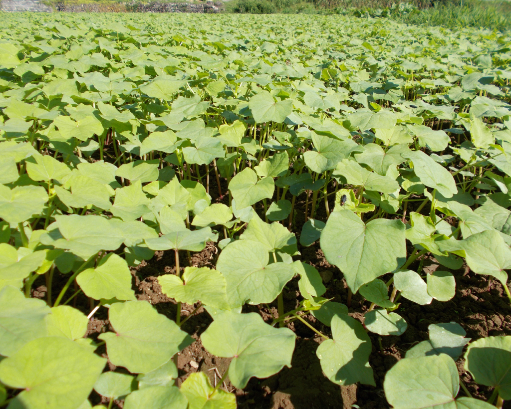 会津高原舘岩地区そば畑