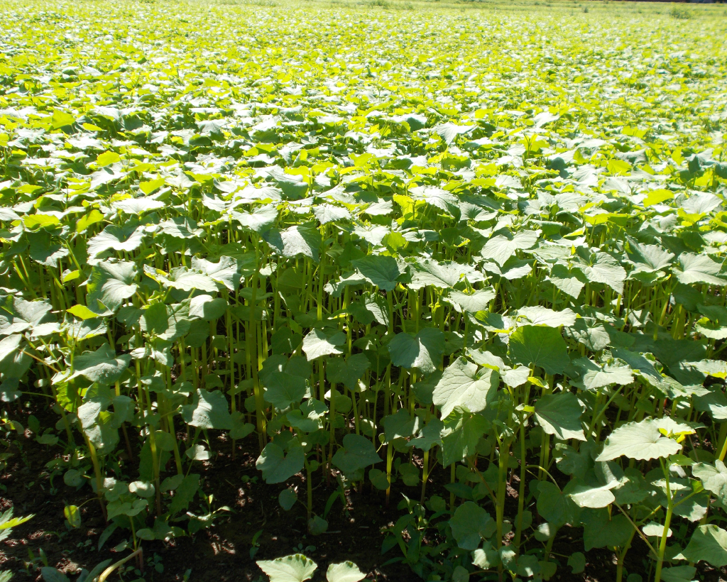 会津高原舘岩地区そば畑