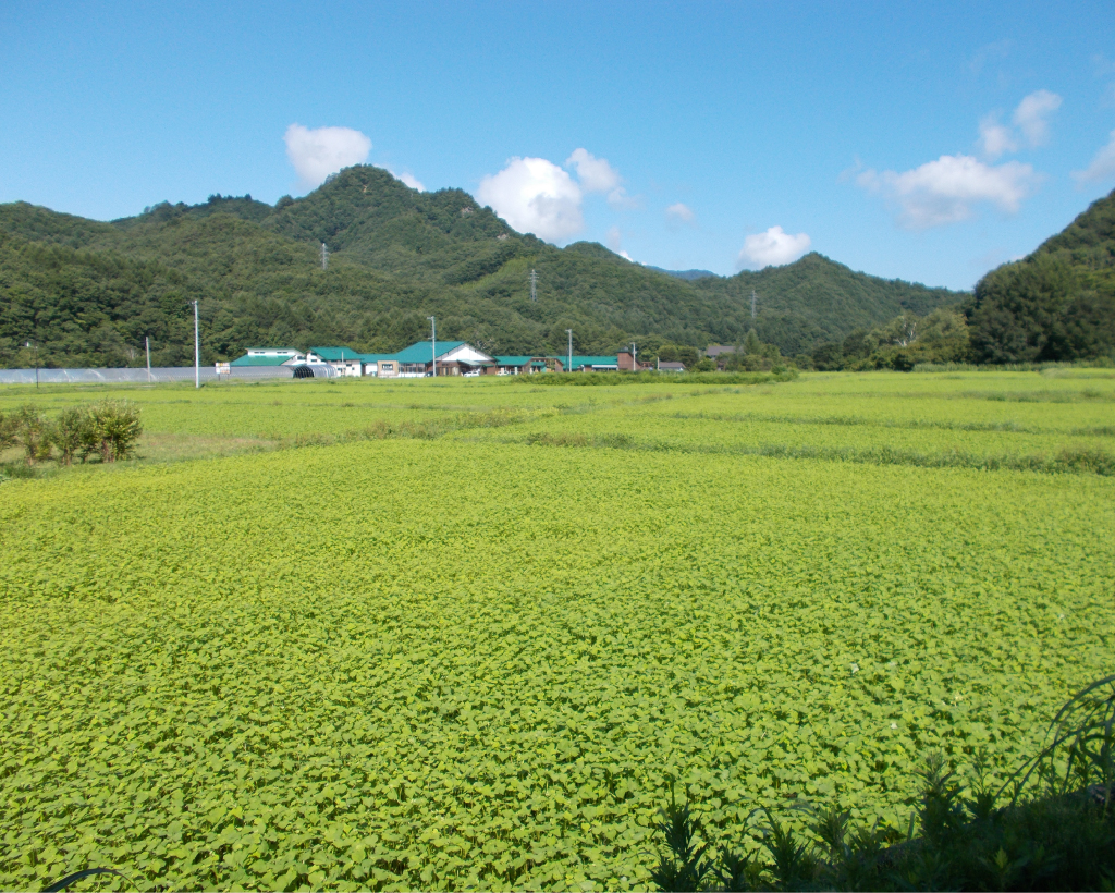 会津高原舘岩地区そば畑