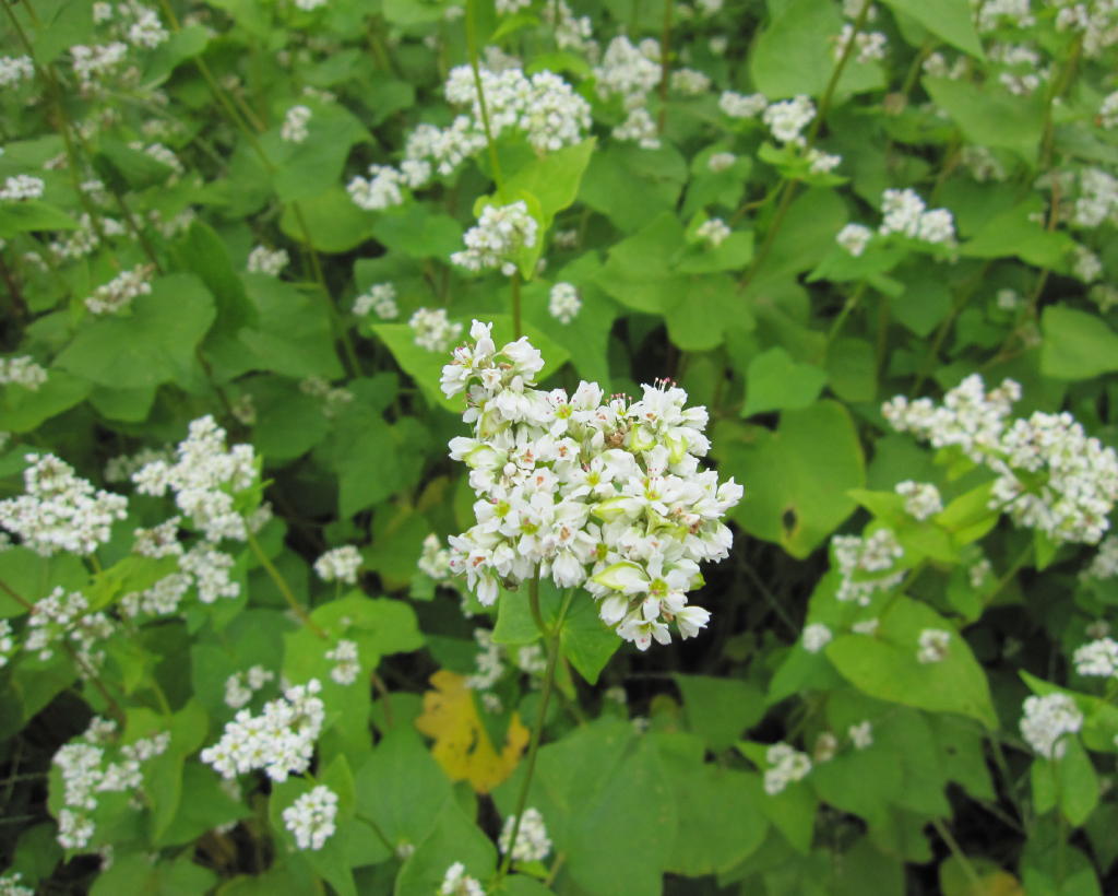 会津高原舘岩地区そば畑