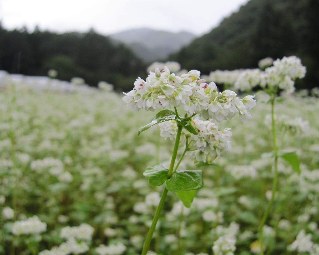 会津高原舘岩地区そば畑